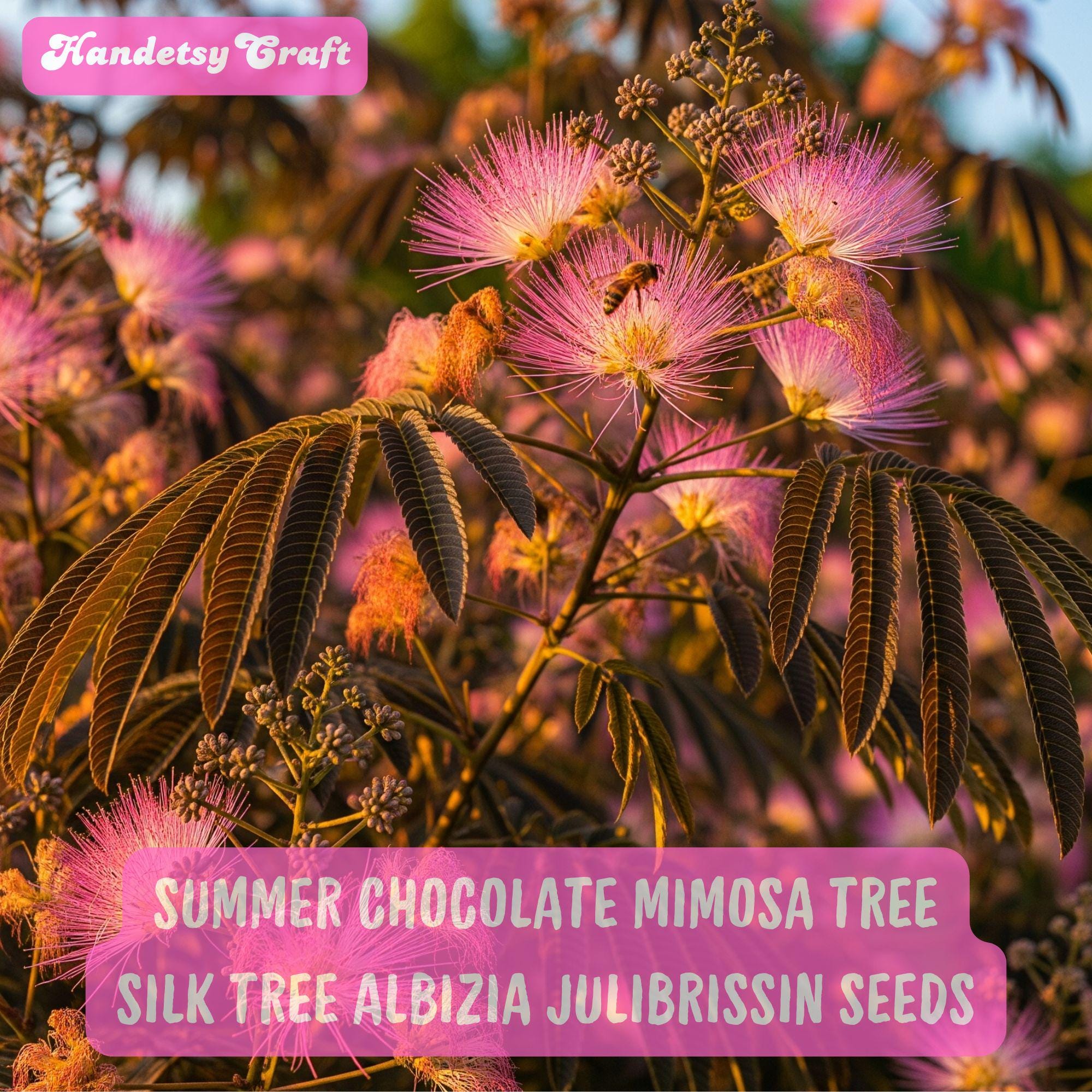 10 Summer Chocolate Mimosa Tree Seeds: Albizia Julibrissin Silk Tree