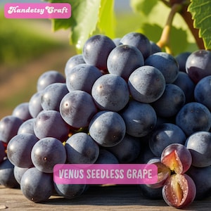 May include: A close-up of a bunch of dark purple Venus seedless grapes. The image shows the grapes in detail, with some cut open to reveal the inside. The text "Venus Seedless Grape" is displayed on a pink banner.