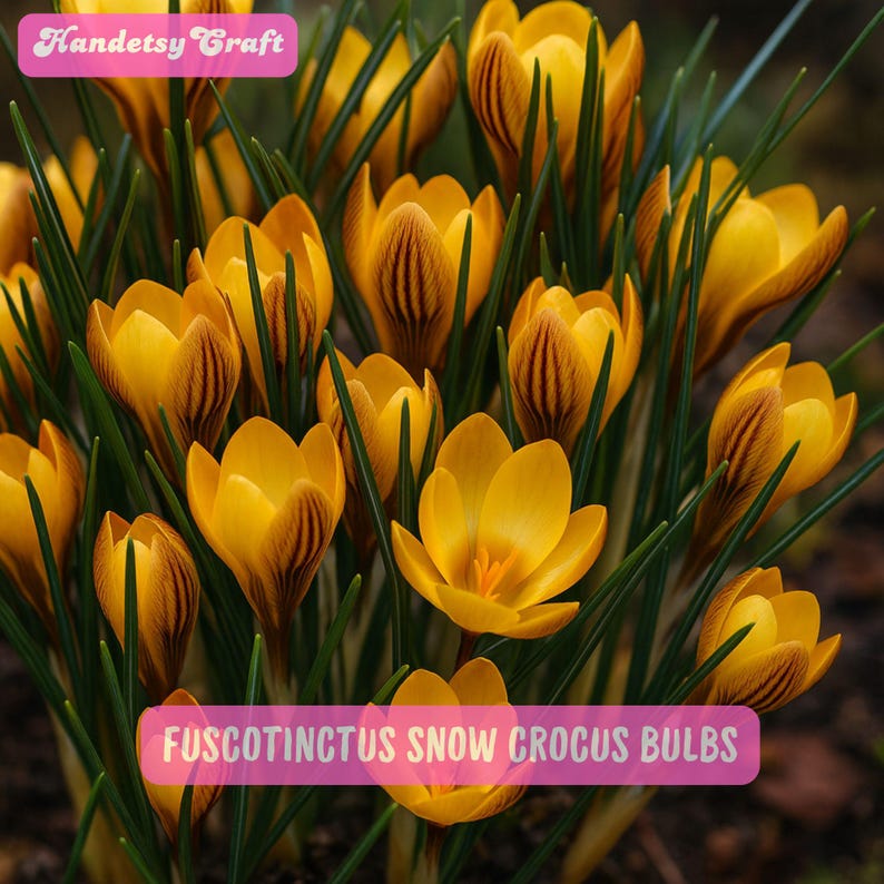 HandetsyCrafts Fuscotinctus Snow Crocus Bulbs