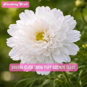 May include: A close-up of a white Double Click Snow Puff Cosmos flower with a yellow center. The flower has multiple layers of delicate petals. The image includes text that reads "Handetsy Craft" and "DOUBLE CLICK SNOW PUFF COSMOS SEEDS".
