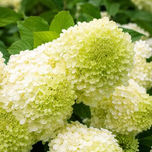 May include: A cluster of round hydrangea flower heads featuring dense, small petals in shades of creamy white and pale lime green. The spherical blooms are surrounded by serrated, vibrant green leaves, creating a lush and textured floral display.