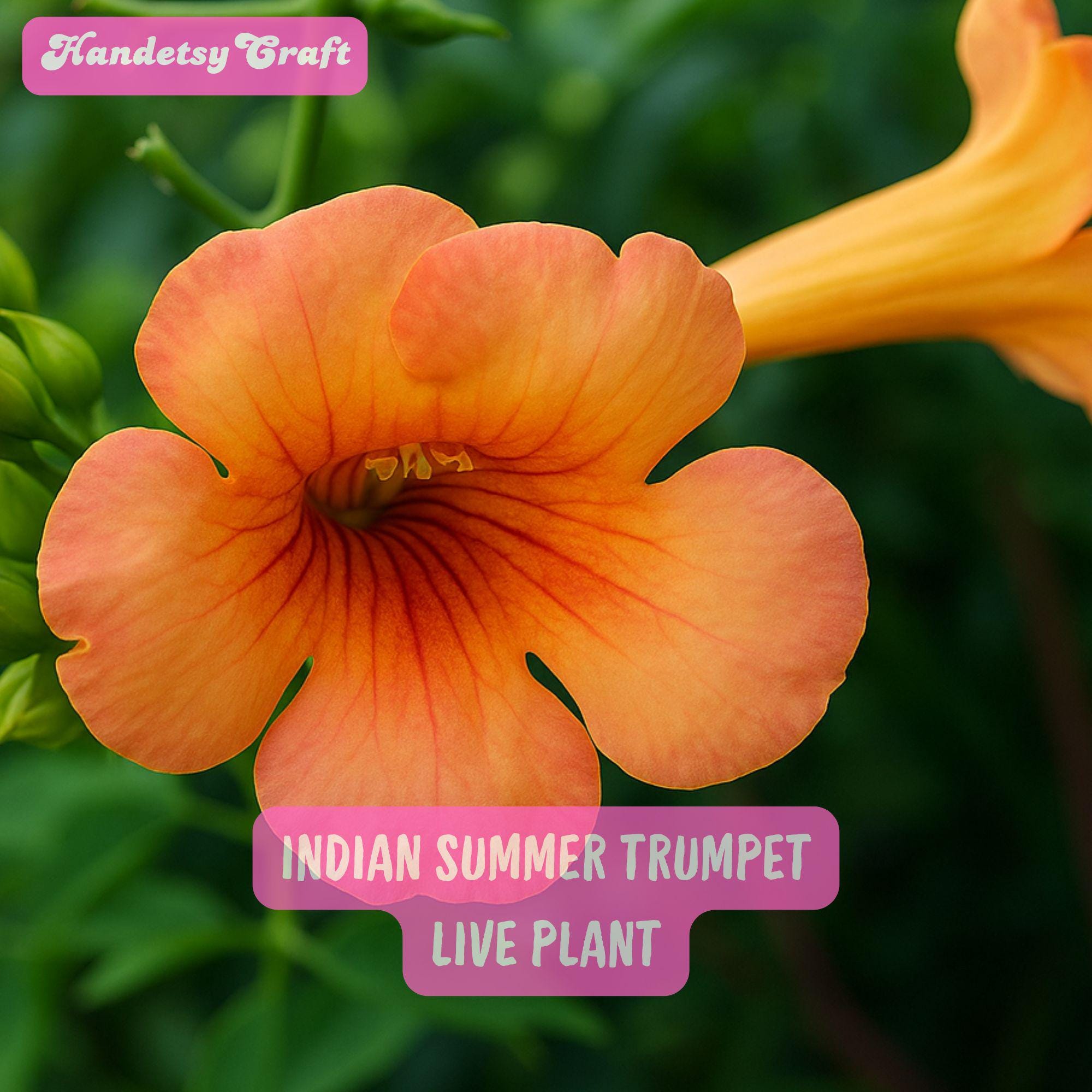Indian Summer Trumpet Vine Plant Campsis, Live Perennial Climber 2.5" Pot,  Orange Yellow Flowers - Etsy