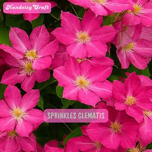 May include: Close-up of vibrant pink Clematis flowers with yellow centers and green leaves. The image includes text that reads "Handetsy Craft" and "SPRINKLES CLEMATIS".