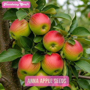 25 Anna Apple Seeds, Early Bearing Sweet Fruit Tree Easy to Grow, Crisp Red Green Variety, Gardeners Warm Climate Orchard, US Fast Shipping
