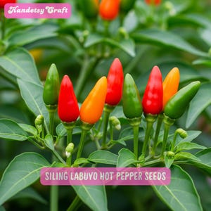 May include: Close-up of Siling Labuyo hot pepper plants with green leaves and colorful peppers. The peppers range in color from green to red and orange. The text "Handetsy Craft" and "Siling Labuyo Hot Pepper Seeds" are visible.