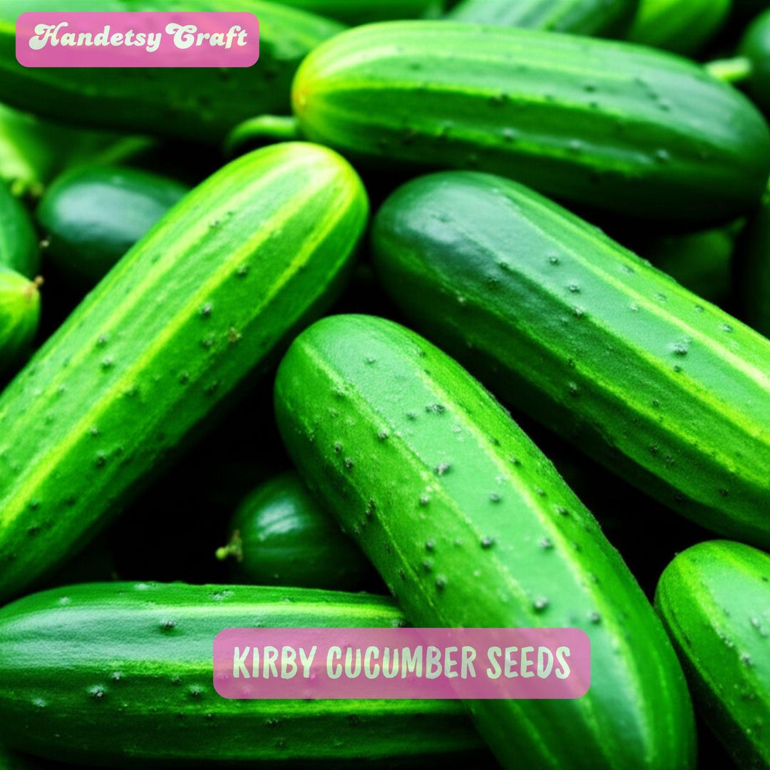 Kirby Cucumber 25 Seeds: Heirloom Pickling Variety for Summer Harvest ...