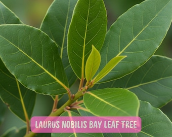 Bay Laurel Live Plant: Aromatic Culinary Herb Tree
