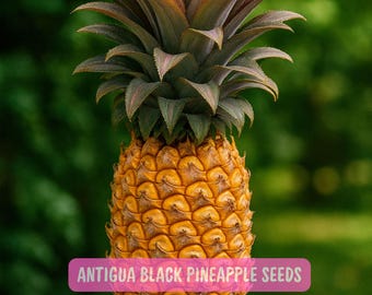 Antigua Black Pineapple Seeds (15+): Rare Sweet Tropical Fruit - Etsy
