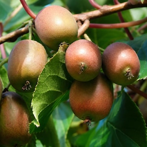 May include: A cluster of smooth-skinned hardy kiwi fruits hanging from a vine. The oval-shaped fruits have a brownish-green exterior with a small, dried floral remnant at the base, surrounded by vibrant green leaves and thin reddish-brown stems.