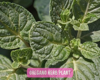 Live Oregano Herb Plant: Fresh Culinary Organum in 3" Pot