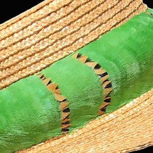 Hawaiian Feather Lei, Hat Band Lei Hulu Humu Papa, Diag