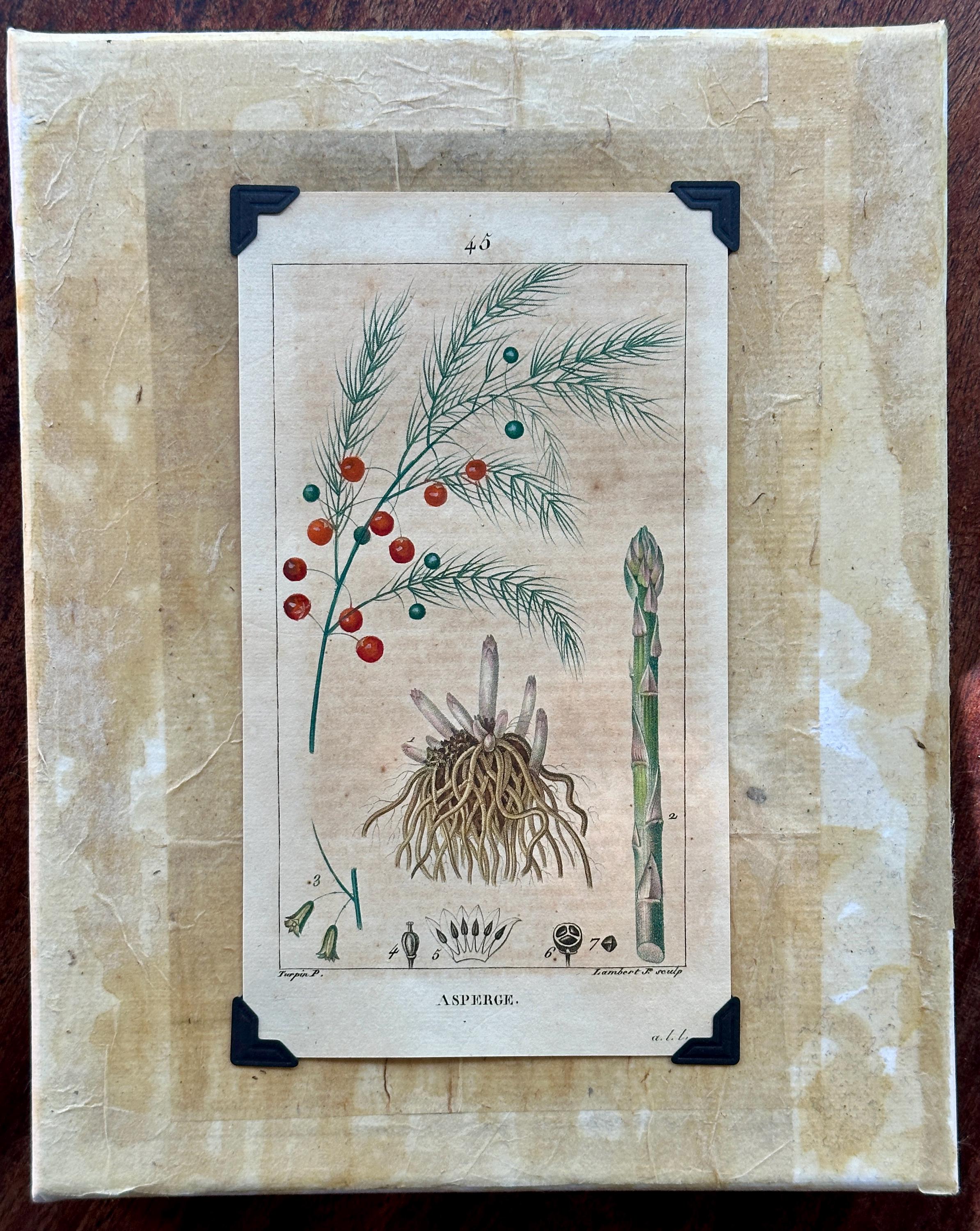 Original Hand Colored French Botanical Engraving - Etsy