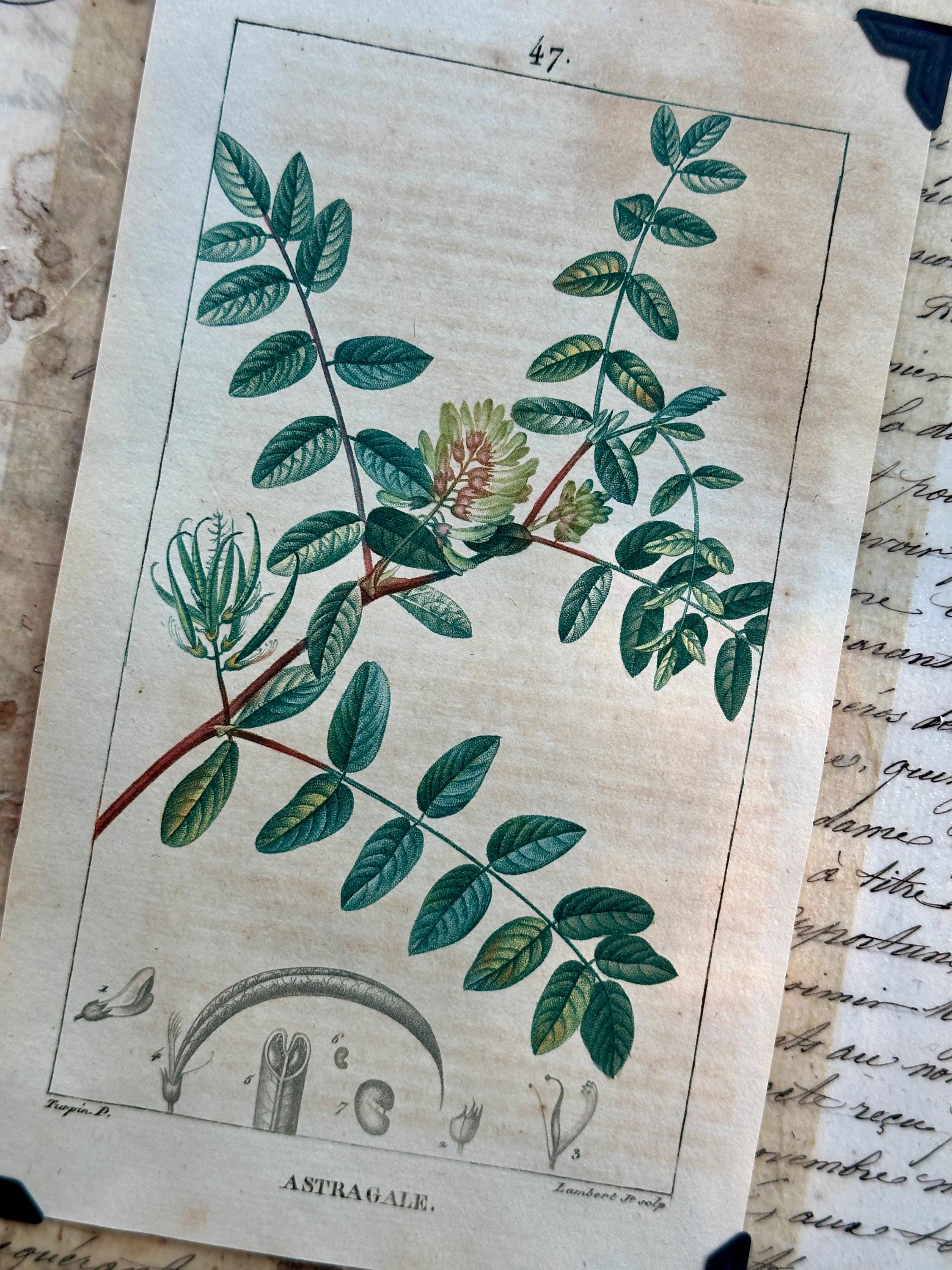 Original Hand Colored French Botanical Engraving - Etsy