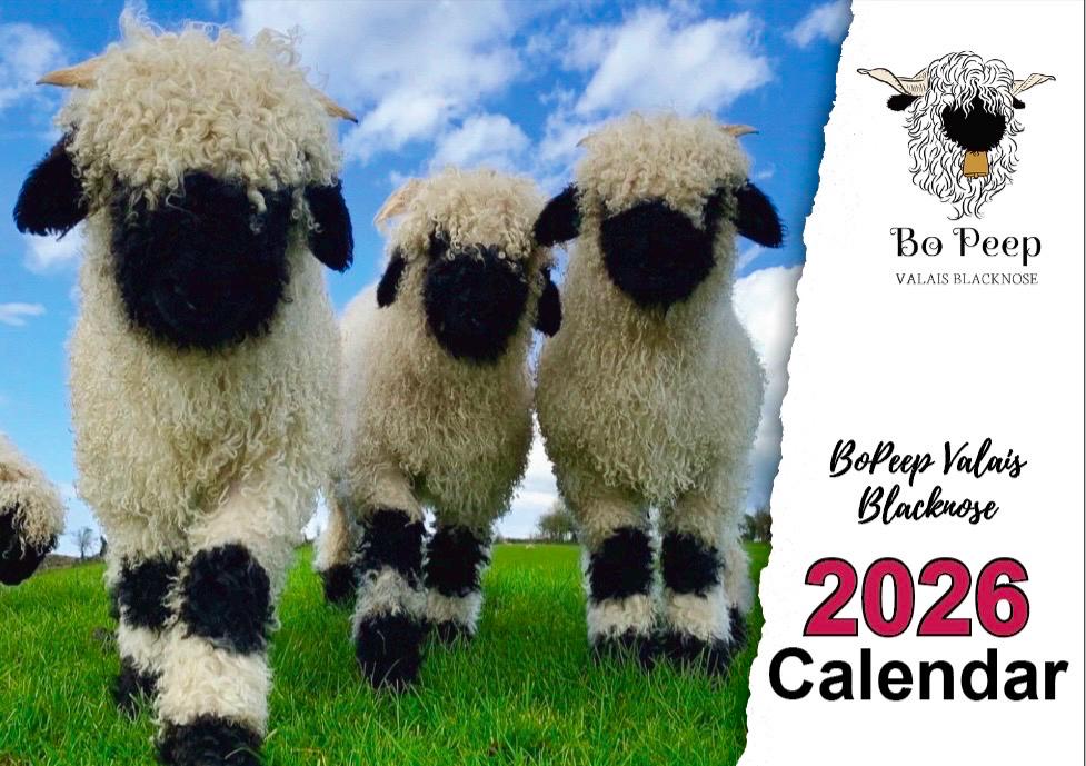 Valais blacknose sheep - Etsy 日本