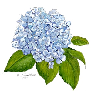 May include: A watercolour painting of a blue hydrangea flower with green leaves. The painting is signed "Dale Melanie Watts 2009".
