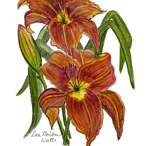 Orange Day Lily/Print