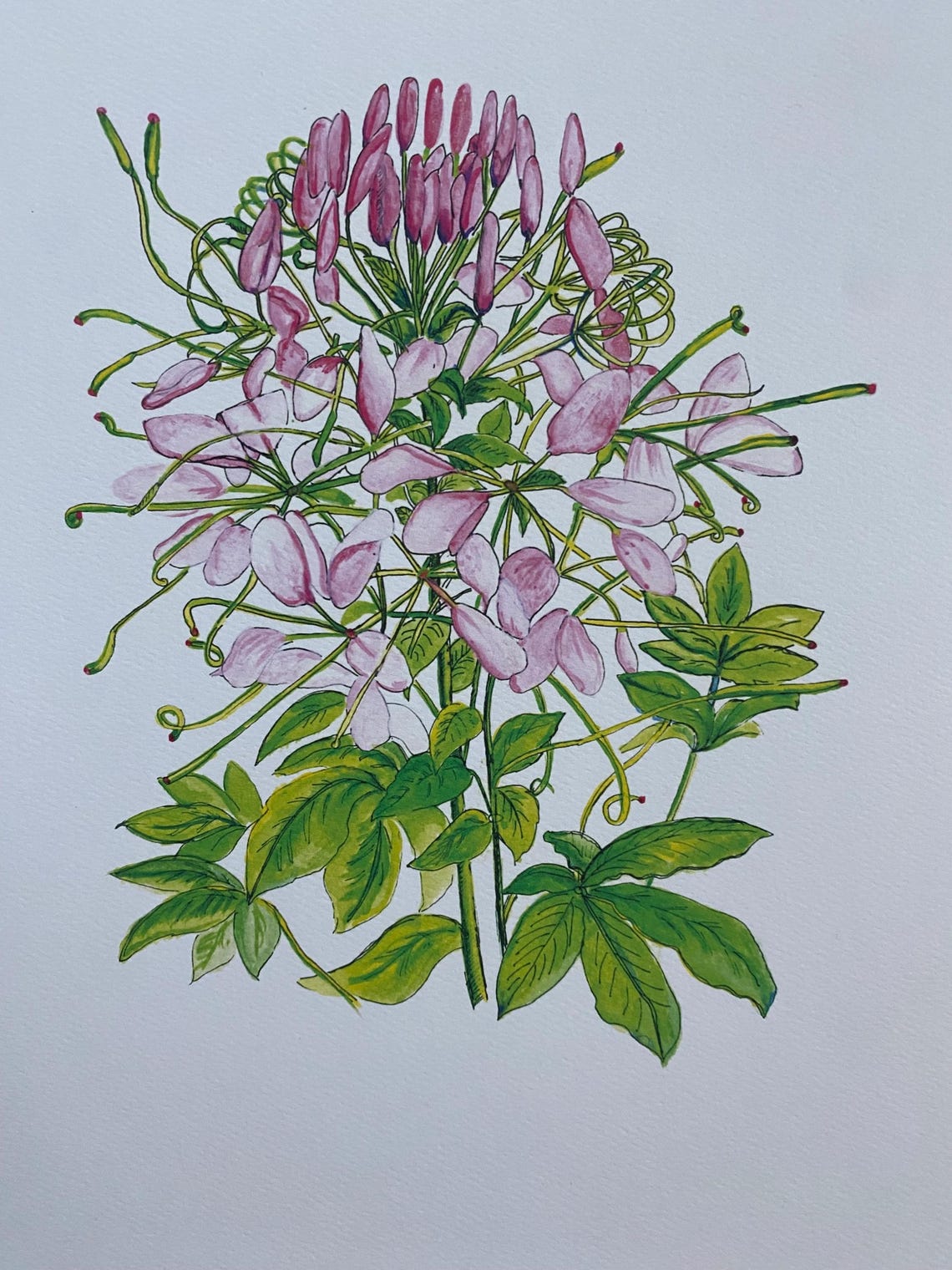 Pink Hydrangea Watercolor Painting: Pen and Ink Floral Print - Etsy
