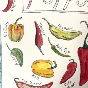 Watercolour Pepper Varieties Poster - Hand-drawn Botanical Art Print ...