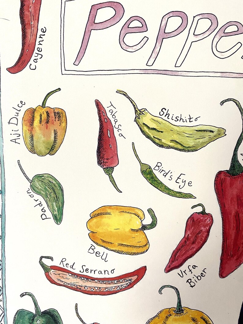 Watercolour Pepper Varieties Poster - Hand-drawn Botanical Art Print ...
