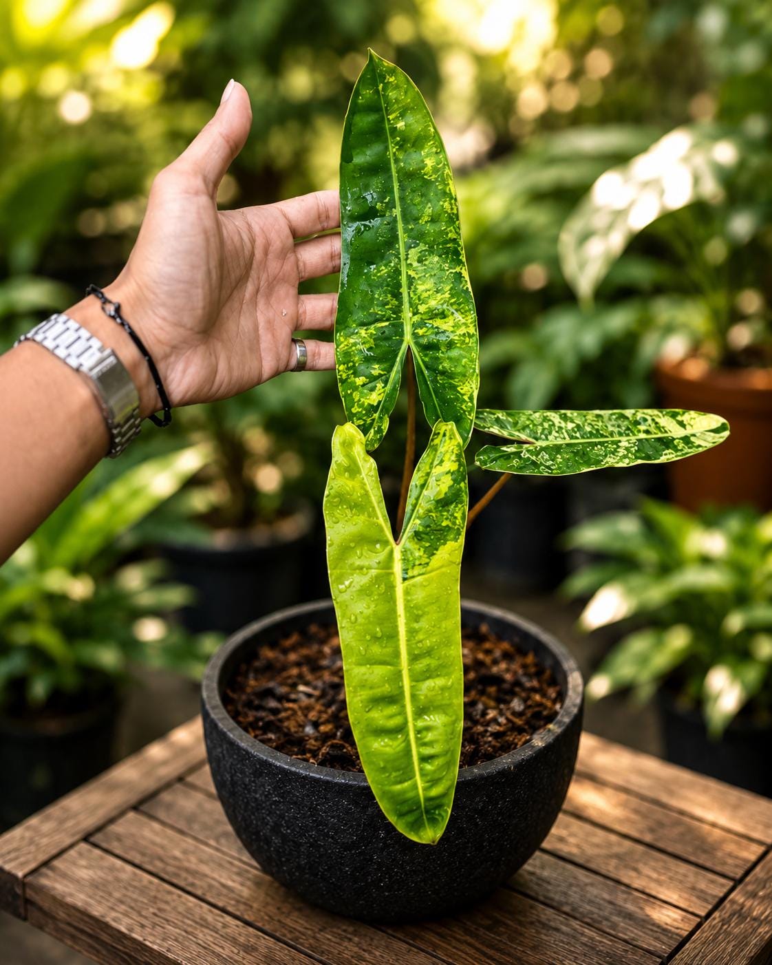 Philodendron billietiae variegated - Etsy 日本