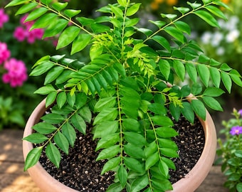 Curry Leaf Plant Live Fresh Herb Tree Aromatic Culinary Gardens