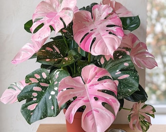 Monstera rosa variegada / Planta de interior tropical rara con follaje exótico salpicado