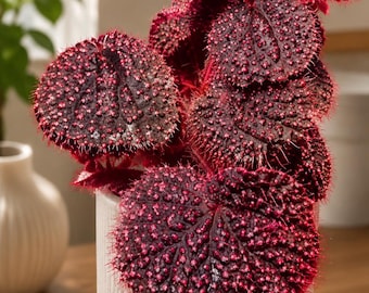 Esqueje vivo enraizado de Begonia Botanicaz ‘Pink Urchin’ variegada