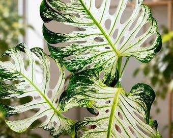 Monstera Devil Monster variegada, esqueje enraizado / Planta viva de aroide rara para coleccionistas