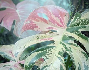 Rosa bunte Monstera Pflanze | Seltene Tricolor Monstera Deliciosa Lebende Zimmerpflanze