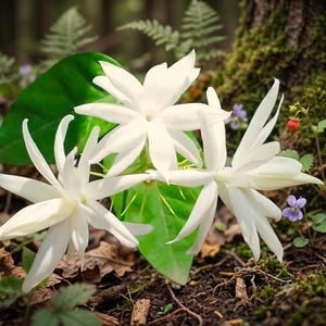 Può includere: Tre fiori di gelsomino bianchi con petali appuntiti e foglie verdi. I fiori sono disposti a grappolo, mostrando delicati petali bianchi e una struttura centrale. I fiori sono posizionati su un terreno boschivo naturale.