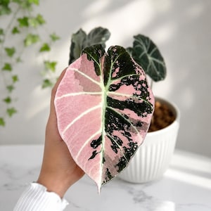 Alocasia black velvet pink variegated - Etsy 日本
