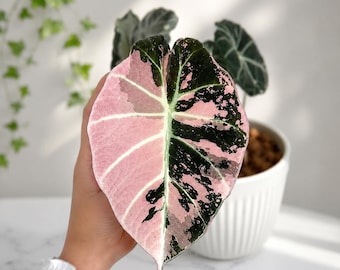 Alocasia Black Velvet Pink Variegated Rare Live Plant