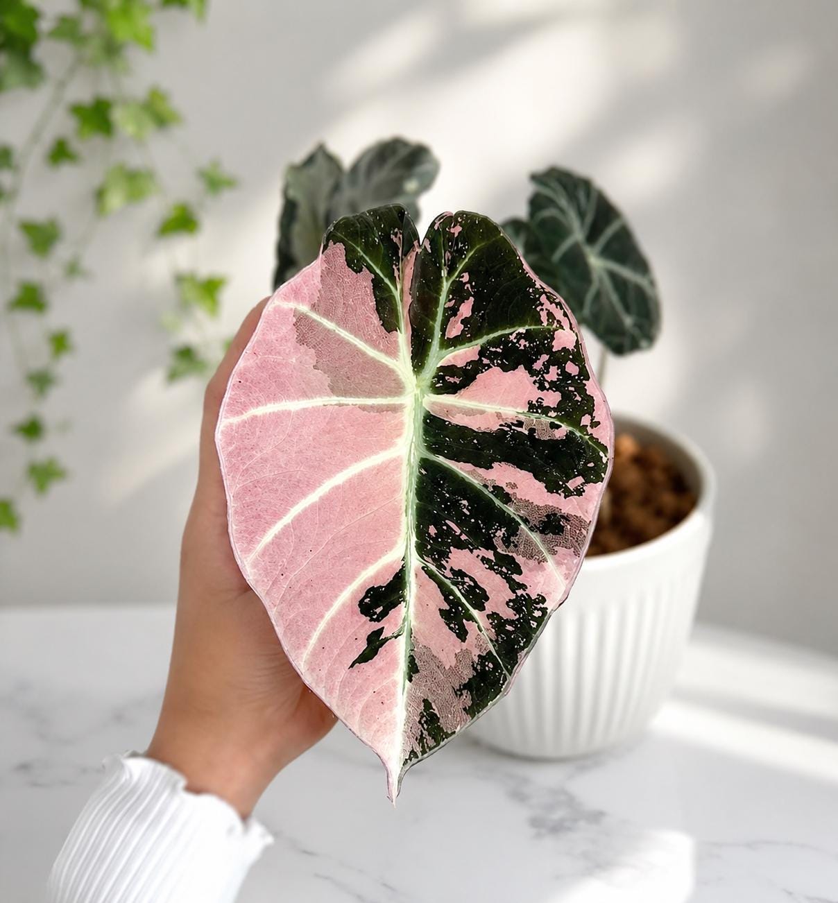 Alocasia rare - Etsy 日本