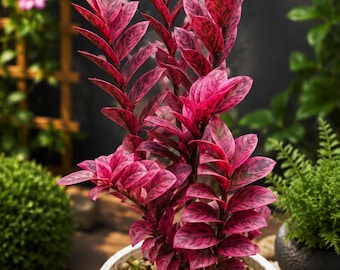 Pink and Black Vivid ZZ Plant Zamioculcas Zamiifolia Rare Variegated Plant Rooted Node Cutting With Single Leaf
