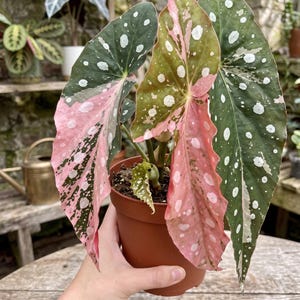 Rare begonias - Etsy 日本