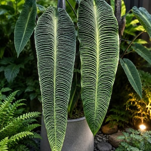Rare anthurium - Etsy 日本
