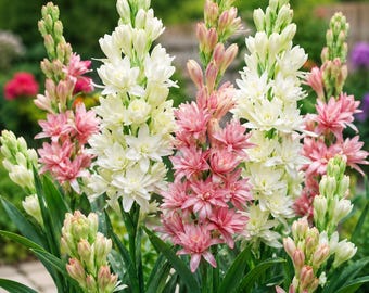 Paquete de 10 bulbos de nardo Rajnigandha / Bulbos de flores fragantes de doble pétalo / Flores blancas de Nishigandha para jardín / Interior y exterior