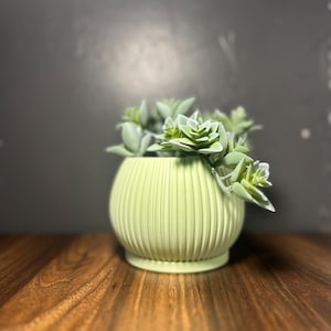 May include: A light green ceramic planter with a ribbed design, filled with a succulent plant.
