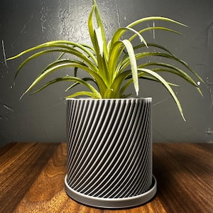 May include: A potted plant with long, green leaves. The plant is in a black and white striped cylindrical pot with a matching saucer. The pot sits on a wooden surface against a dark gray wall.