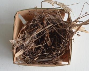 Abandoned Real Bird Nest in Vintage Berry Basket Spring Decor