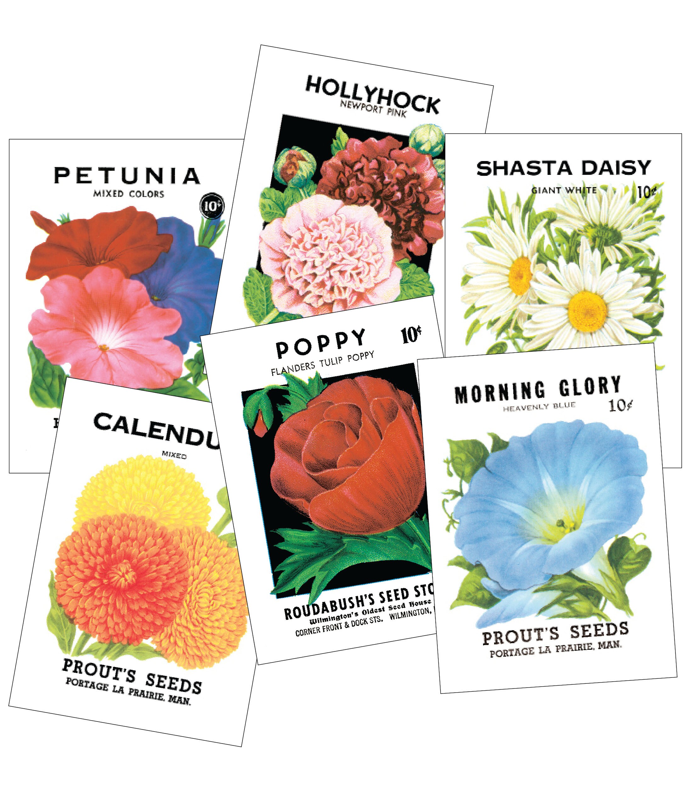Vintage Seed Packet Postcards - Pack of 12
