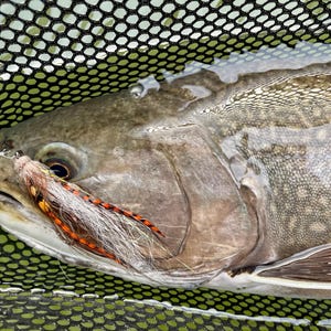 Spey Flies, Dry Flies, Streamers for Fly Fishing. This is a ‘random assortment’ @ 13.99 per fly.