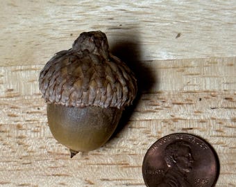 May include: A brown acorn with a cap on a wooden surface next to a copper penny with the inscription "In God We Trust" and "Liberty" with the year 1985.