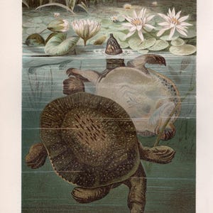 May include: An illustration of two turtles swimming in a pond with lily pads and white flowers. The turtles have brown and tan shells. The water is a light blue-green color. The text "WEICHSCHILDKRÖTE" is at the bottom.