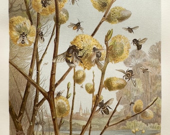 Antique 1892 Bees Chromolithograph: Spring Scene from Insect Life Print, Entomology Art Illustration