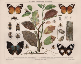 Antike Insekten Mimikry Illustration: 1890er Entomologie Chromolithografie von Meyers Konversations-Lexikon