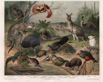 Antiker Druck der australischen Fauna: 1890er Zoologische Chromolithografie von Meyers Konversations-Lexikon