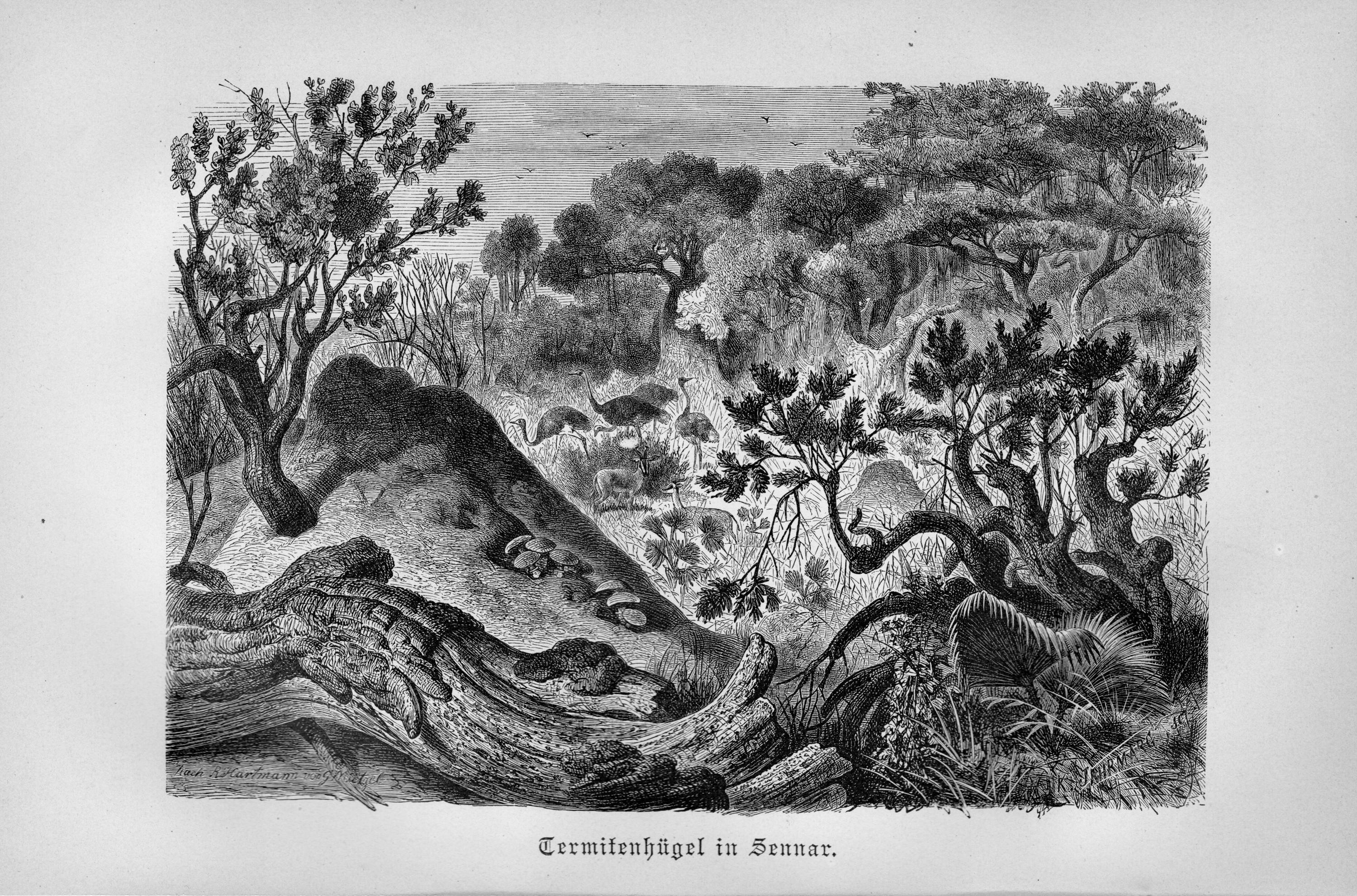 Termit Print Antique Termite Lithograph - 1892 Entomology Print - Etsy