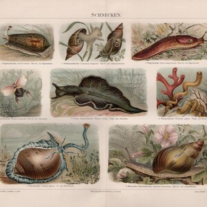Stampa antica di una lumaca: cromolitografia originale di storia naturale del 1890 tratta da Meyers Konversations-Lexikon