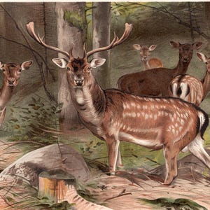 Puede incluir: Ilustración antigua de un grupo de ciervos en un entorno forestal. El ciervo central tiene grandes astas y un pelaje moteado. Otros ciervos están en el fondo, con diferentes tonos de marrón y blanco. La obra de arte tiene una estética vintage.